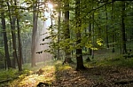 Useful Information and Downloads. light in the forest