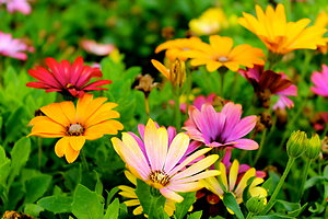 Finding a Way . Orange flowers